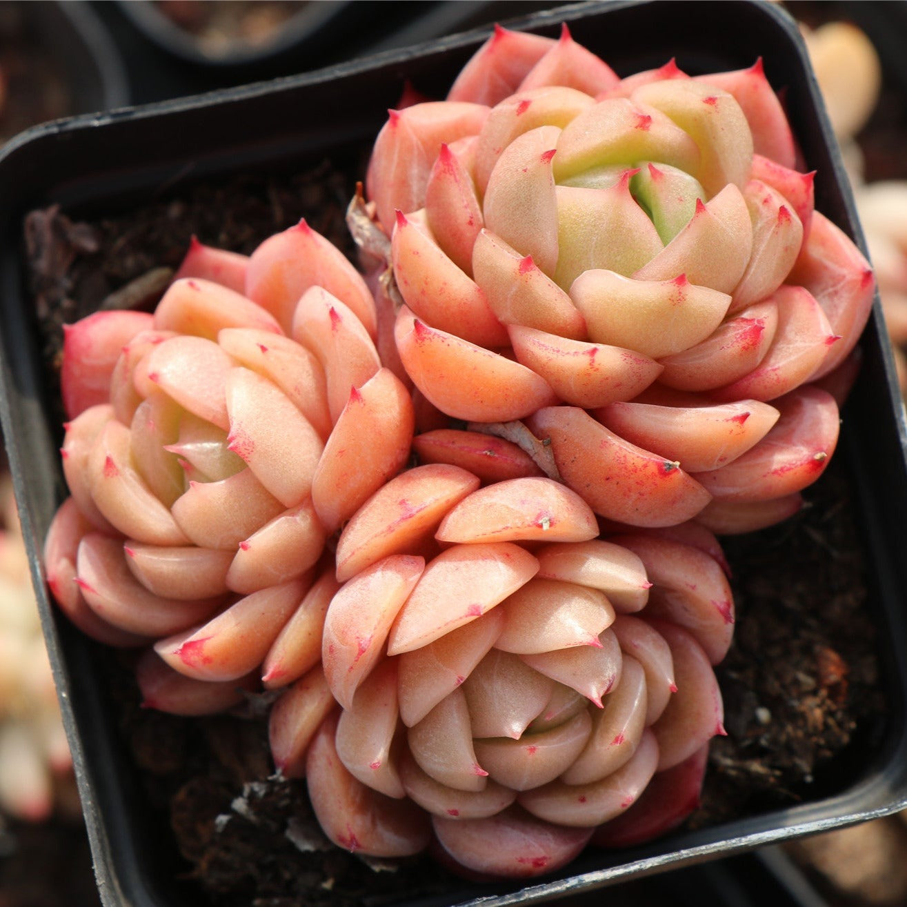 Echeveria Green Dragon Cluster-Senyang Horticulture