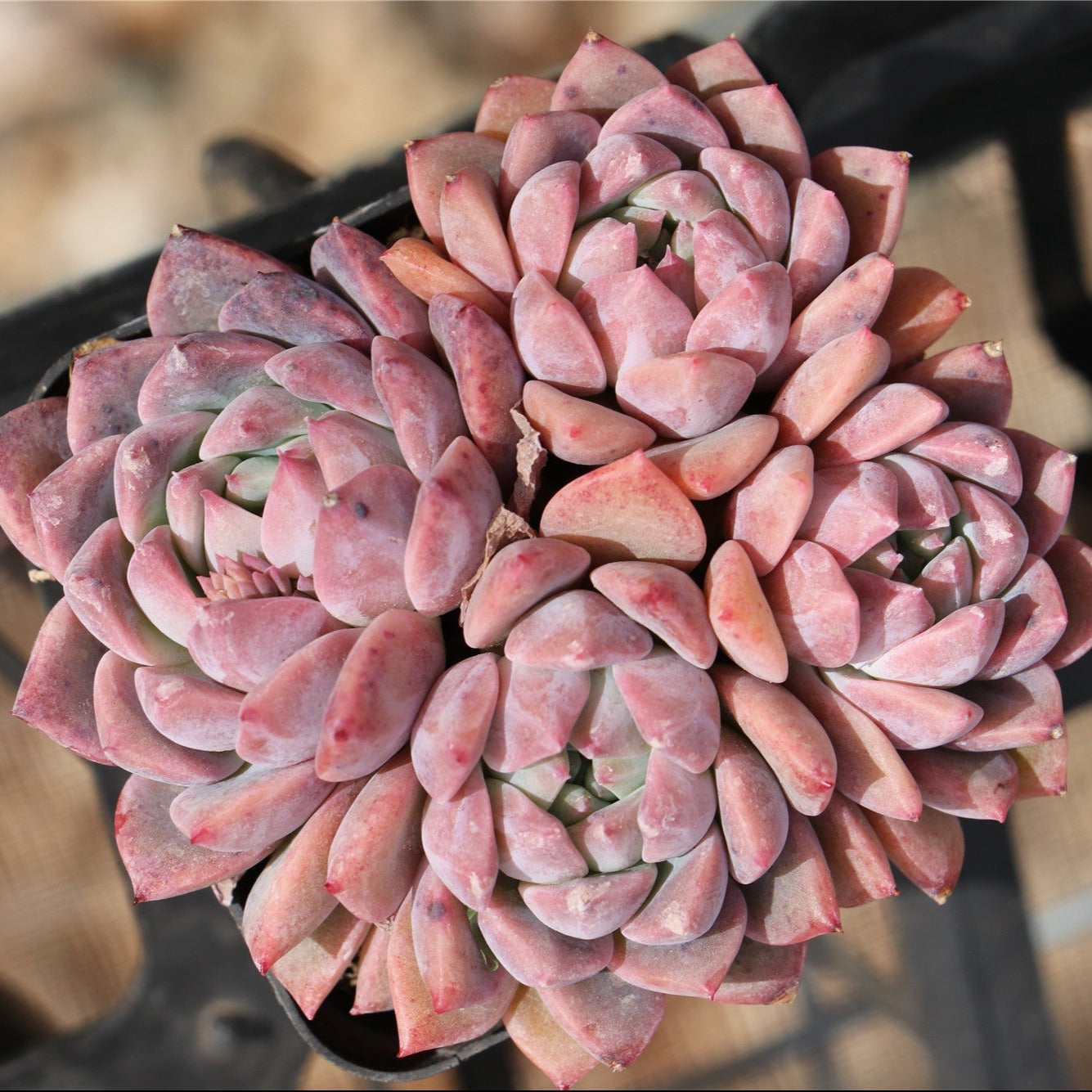 Echeveria Frost Flower Cluster-Senyang Horticulture