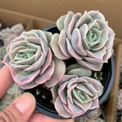 Echeveria Lovely Rose Cluster-Senyang Horticulture