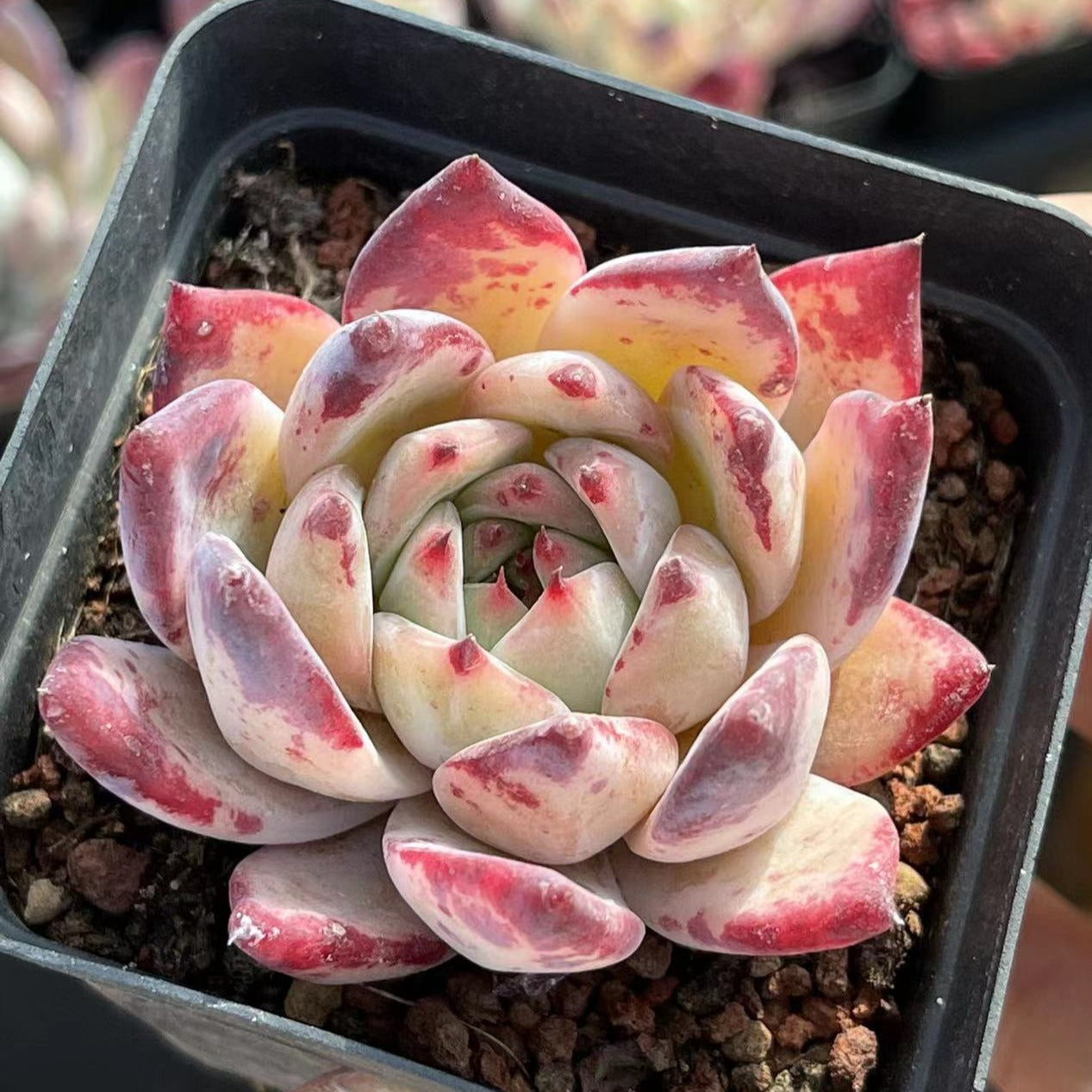 Echeveria Latam - Senyang Horticulture