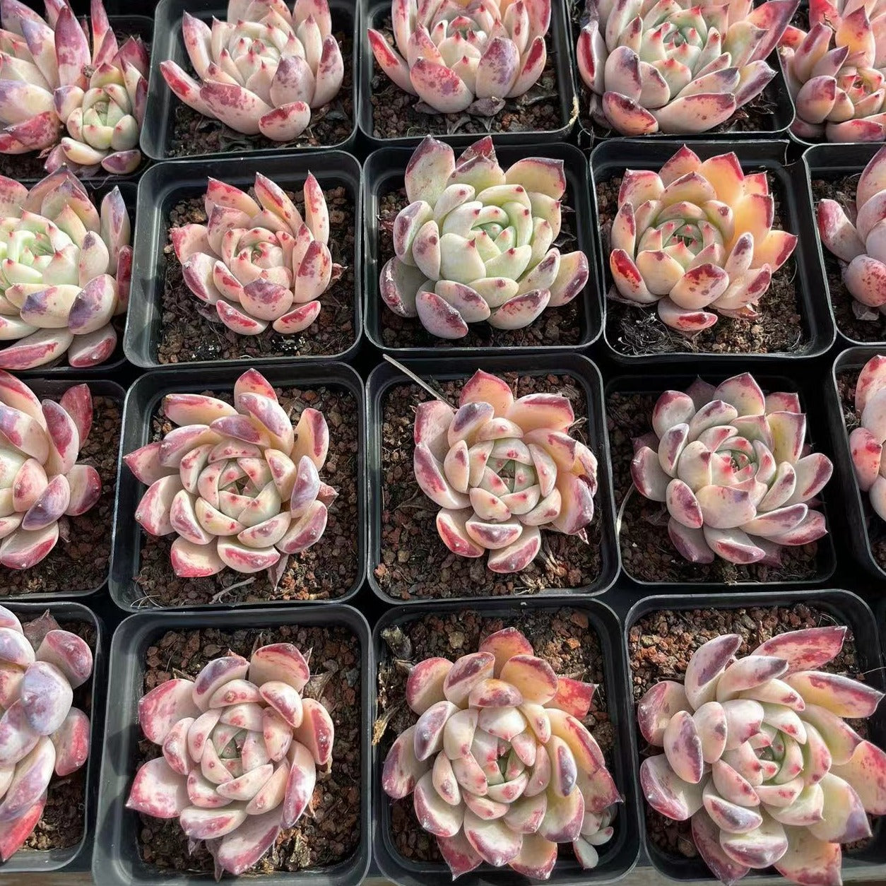 Echeveria Latam - Senyang Horticulture