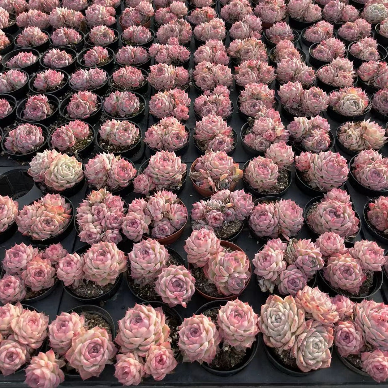 Echeveria Pink Crystal Cluster - Senyang Horticulture