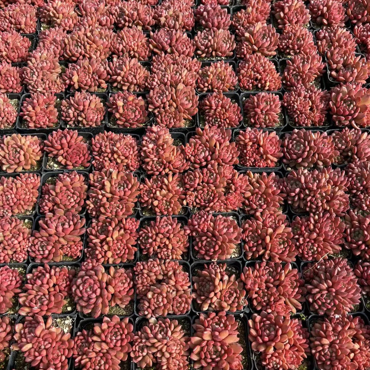 Echeveria Pink Rubby Cluster - Senyang Horticulture