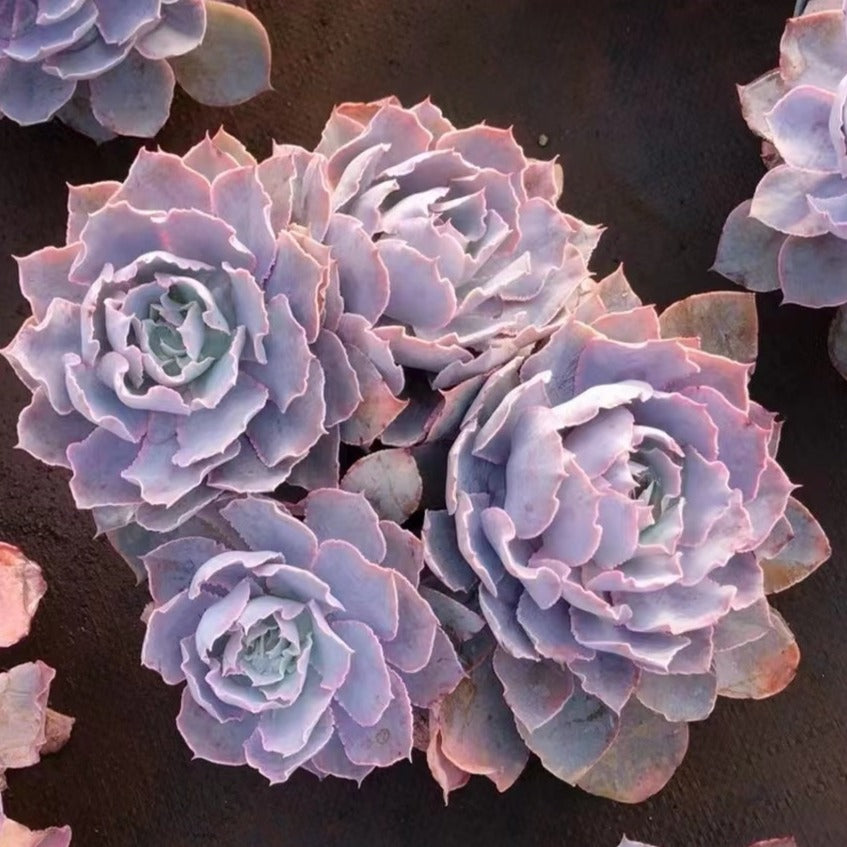 Ecehveria Pinky Cluster