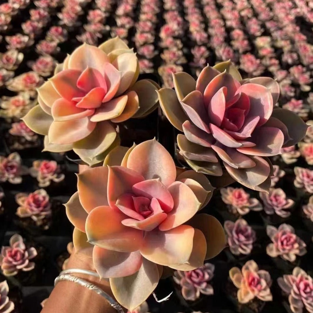 rainbow echeveria succulent Echeveria Rainbow 7cm – Senyang Horticulture