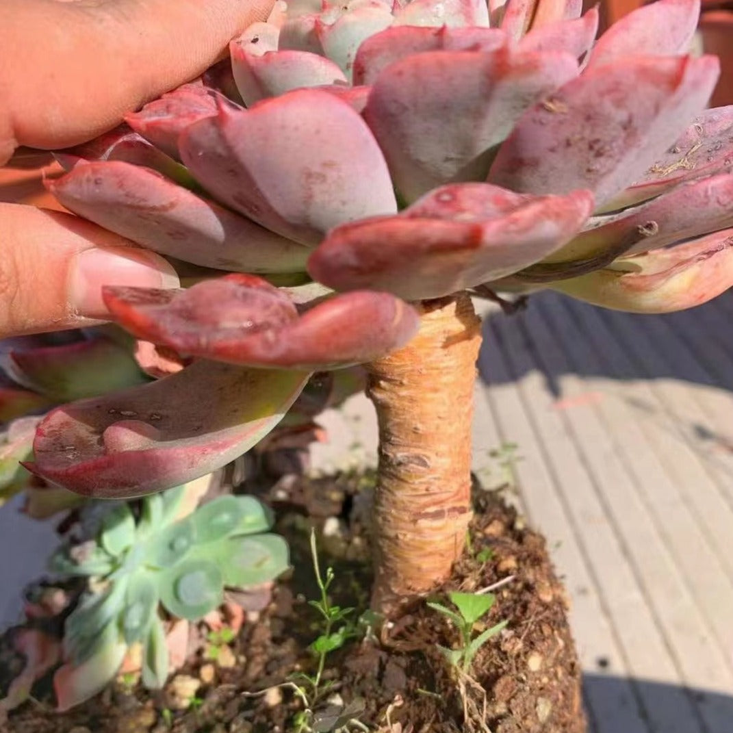 Echeveria Raindrops with old stem(at least 3 heads)