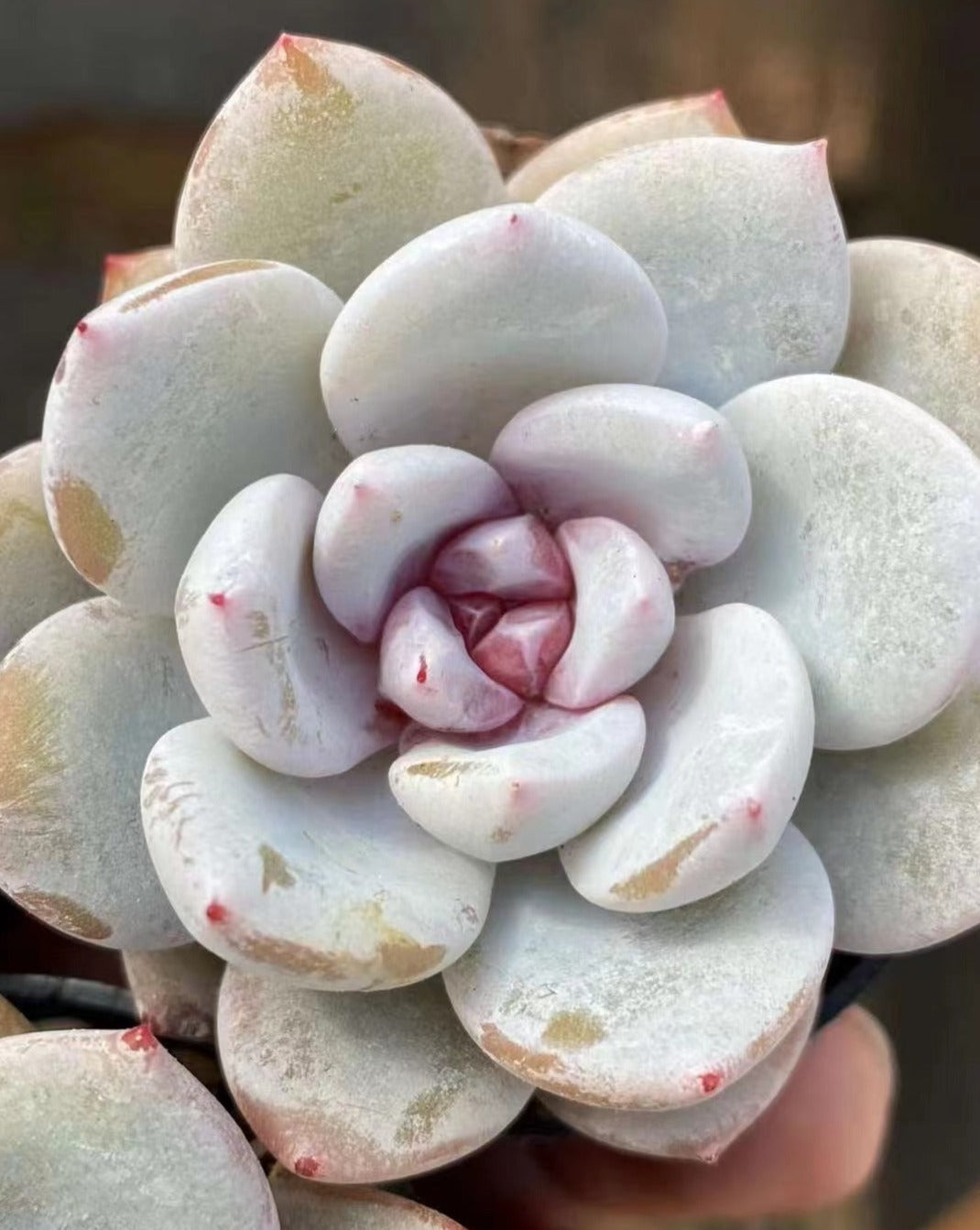Echeveria Snoa Angel / Echeveria Laui x Monroe 7cm – Senyang