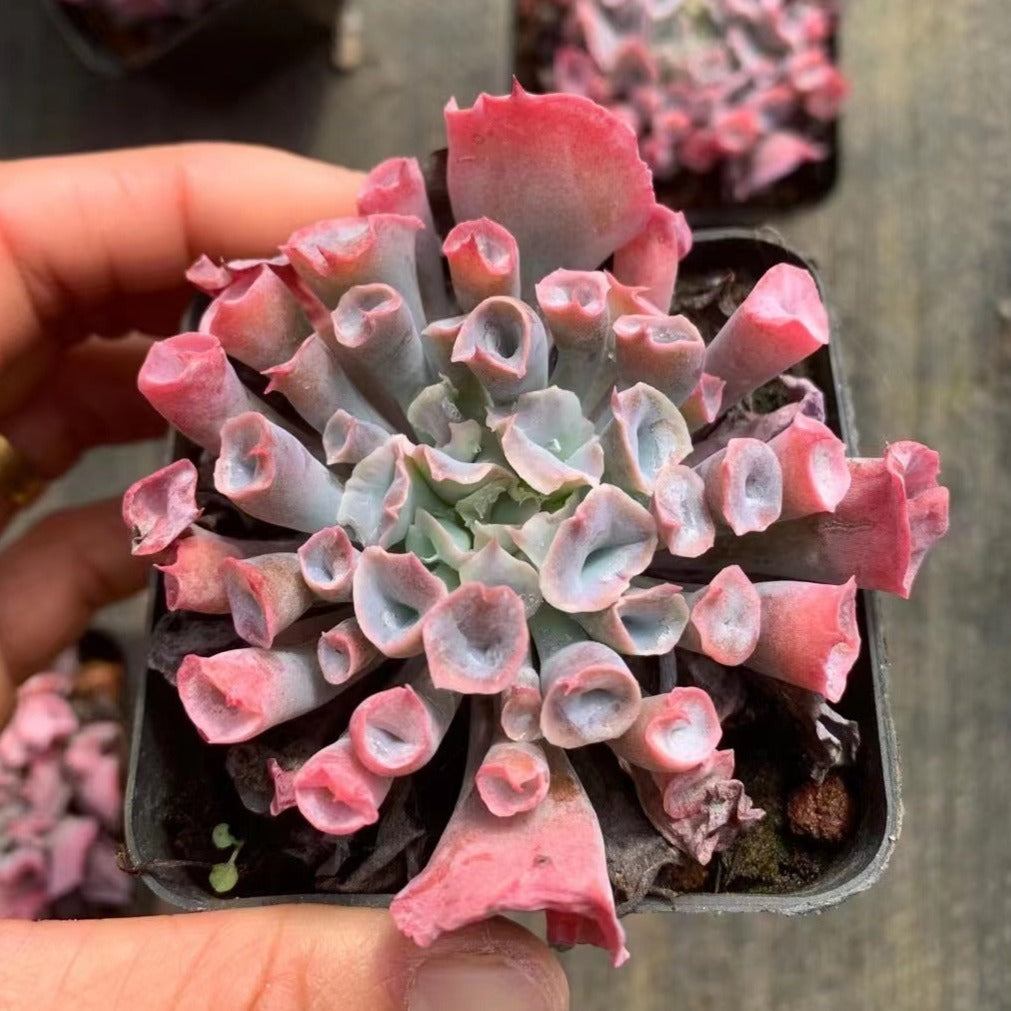 trumpet succulent Echeveria Trumpet Pinky 7cm