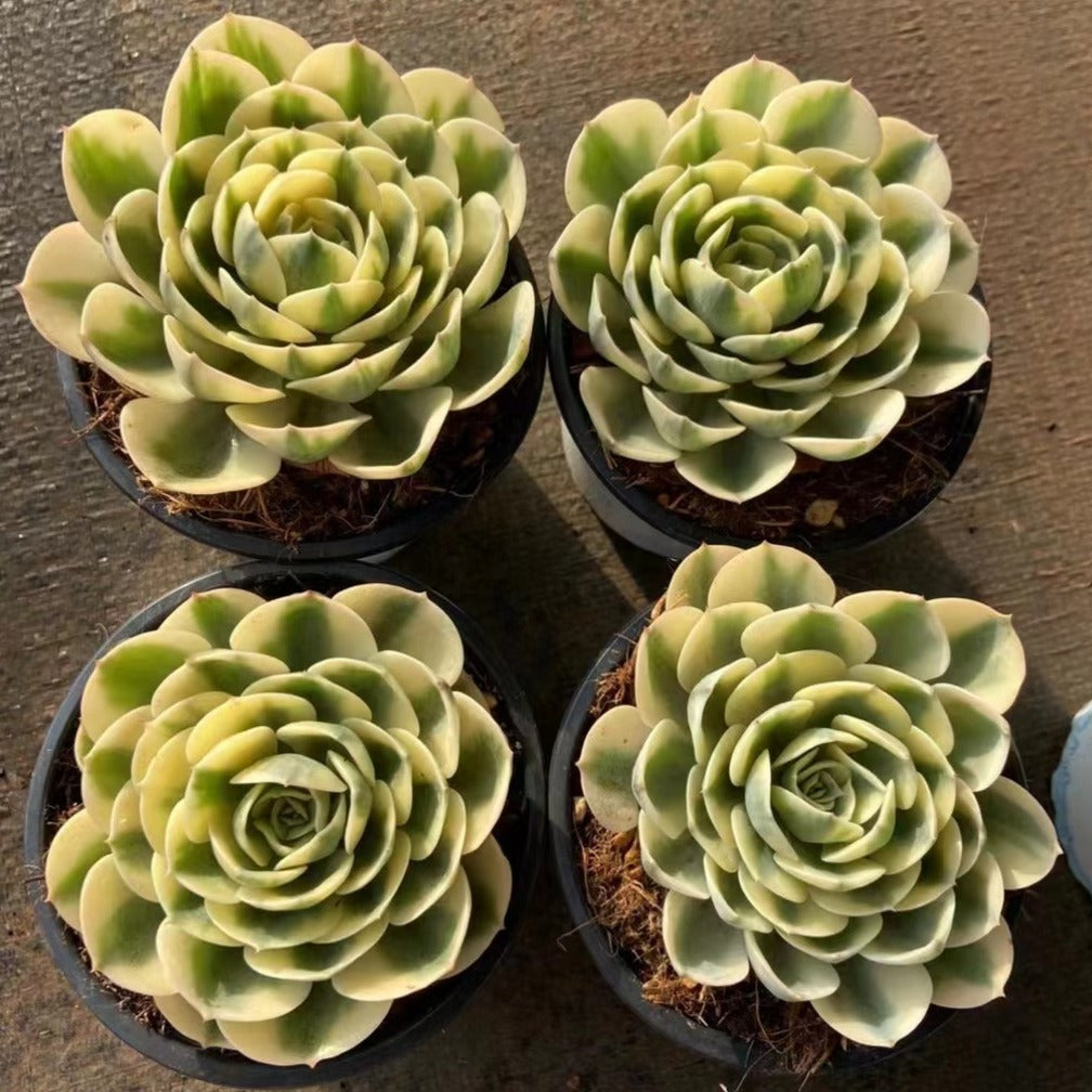 lenore dean succulent Echeveria Lenore Dean 7cm