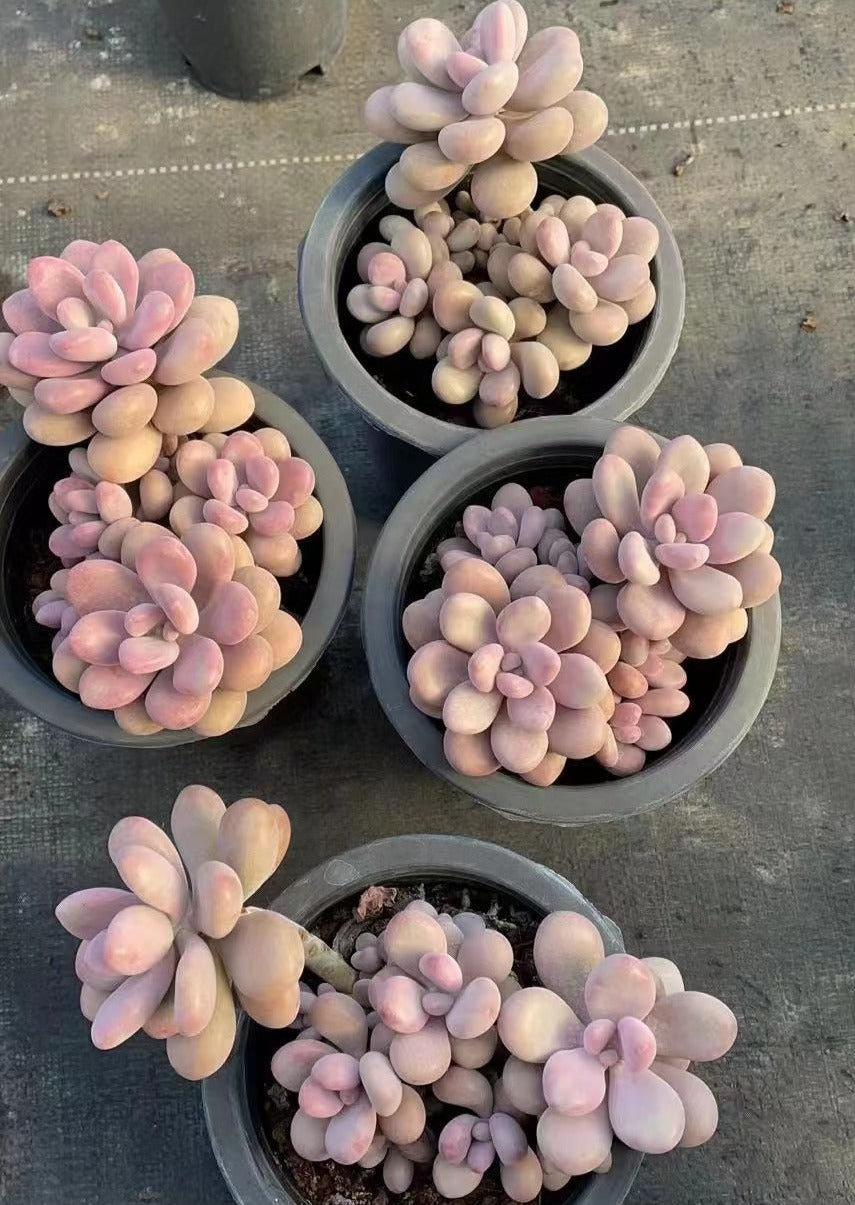 Graptopetalum Amethystinum – Senyang Horticulture