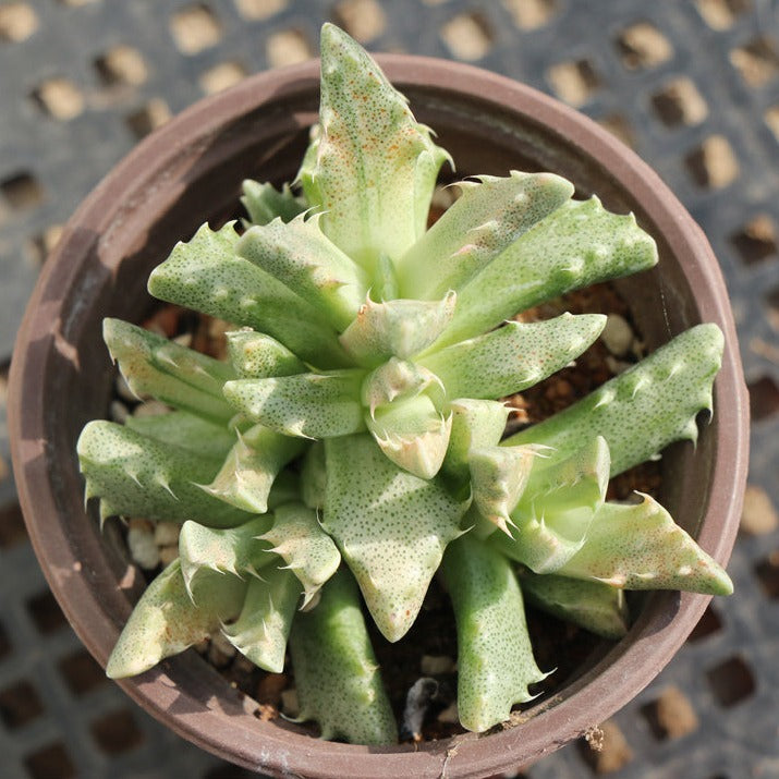 Crassula F.tuberculoa variegated pot size 9cm