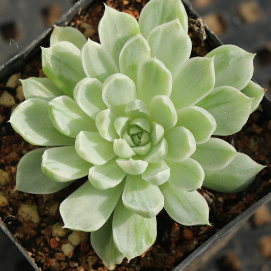 Echeveria Elegans 'alba’ variegated pot size 6.5cm