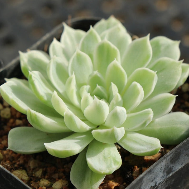 Echeveria Elegans 'alba’ variegated pot size 6.5cm