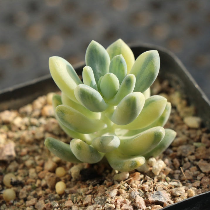 x Pachyveria ‘Clavifolia’ variegated