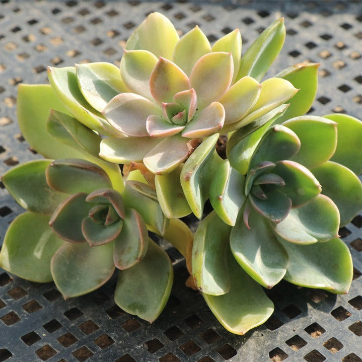 Echeveria Qiongsi variegated Cluster pot size 10cm