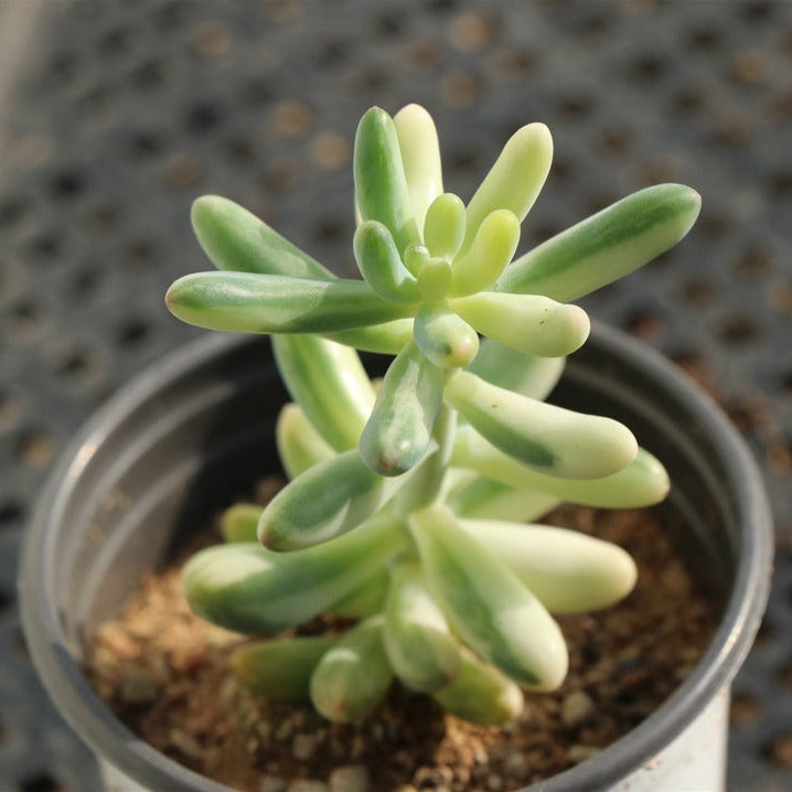 Sedum Pachyphyllum variegated pot size 9cm – Senyang Horticulture