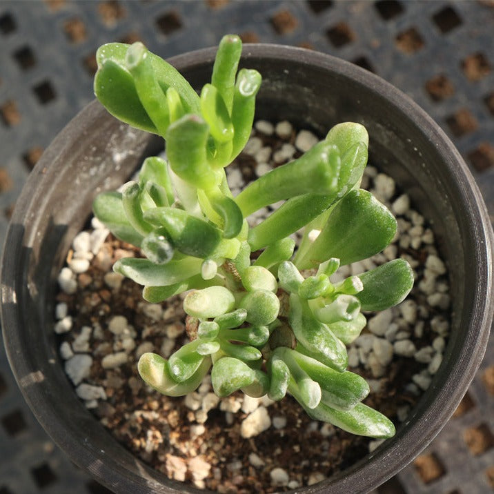 Crassula oblique'Gollum' variegated pot size 9cm