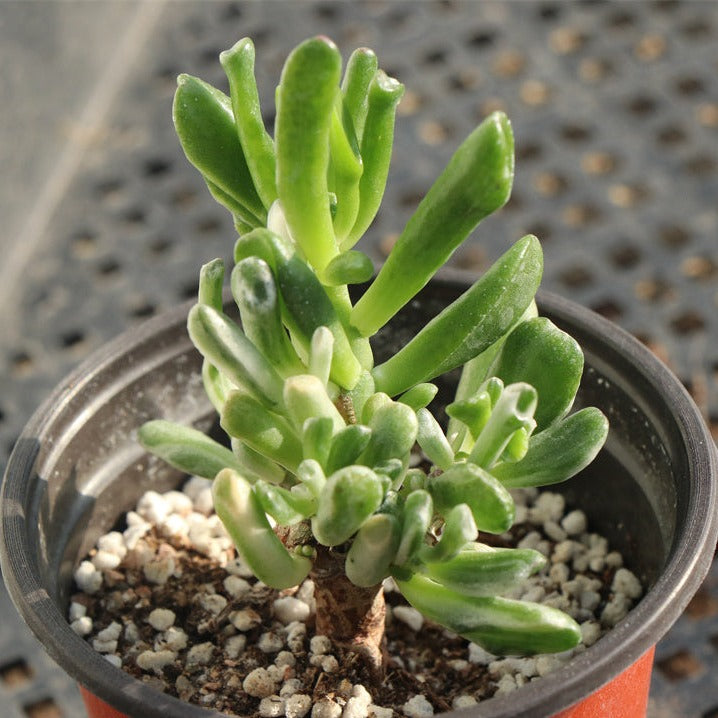 Crassula oblique'Gollum' variegated pot size 9cm
