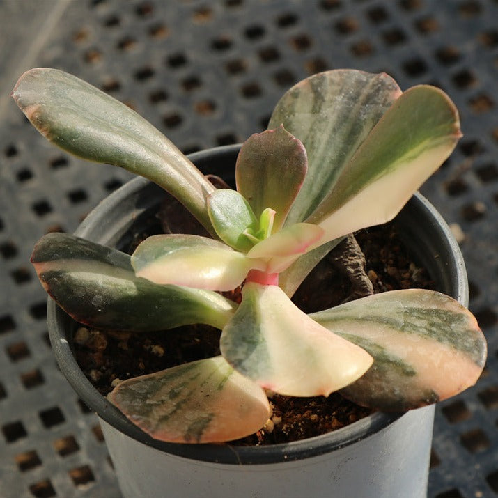 Echeveria Fasciculata variegated modona