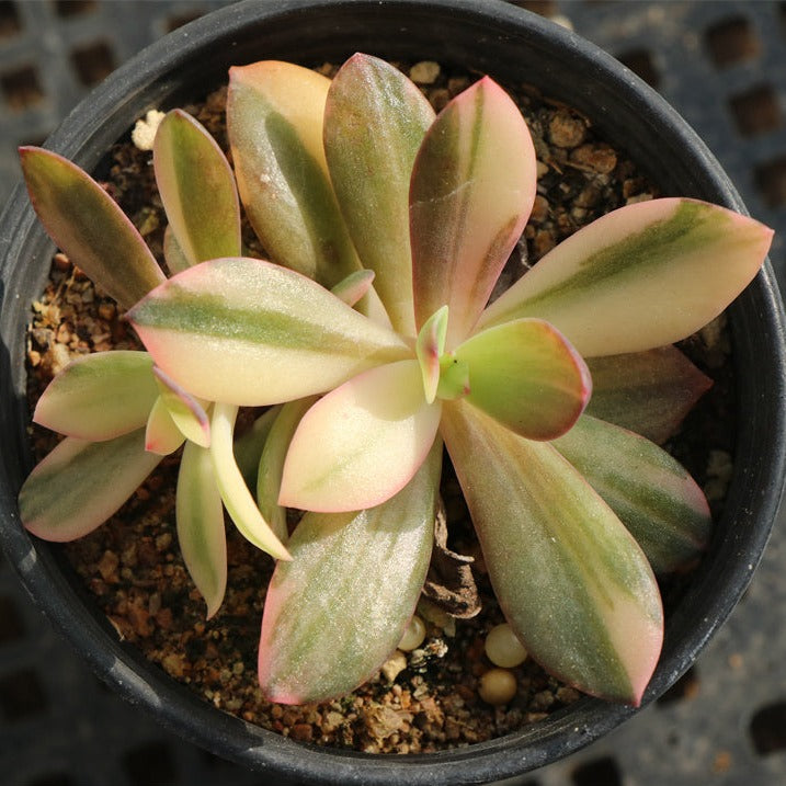 Echeveria CV. Hanaikada variegated pot size 9cm