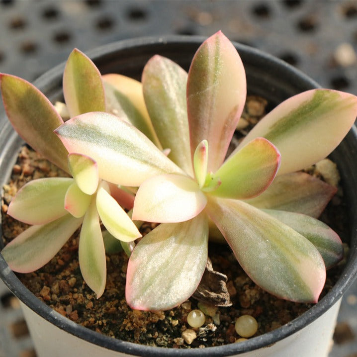 Echeveria CV. Hanaikada variegated pot size 9cm
