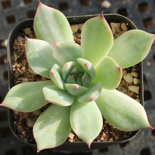 Echeveria Chihuahuaensis variegated pot size 9cm