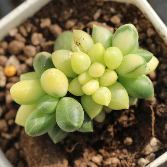 Pachyphytum Compactum variegated pot size 6.5cm