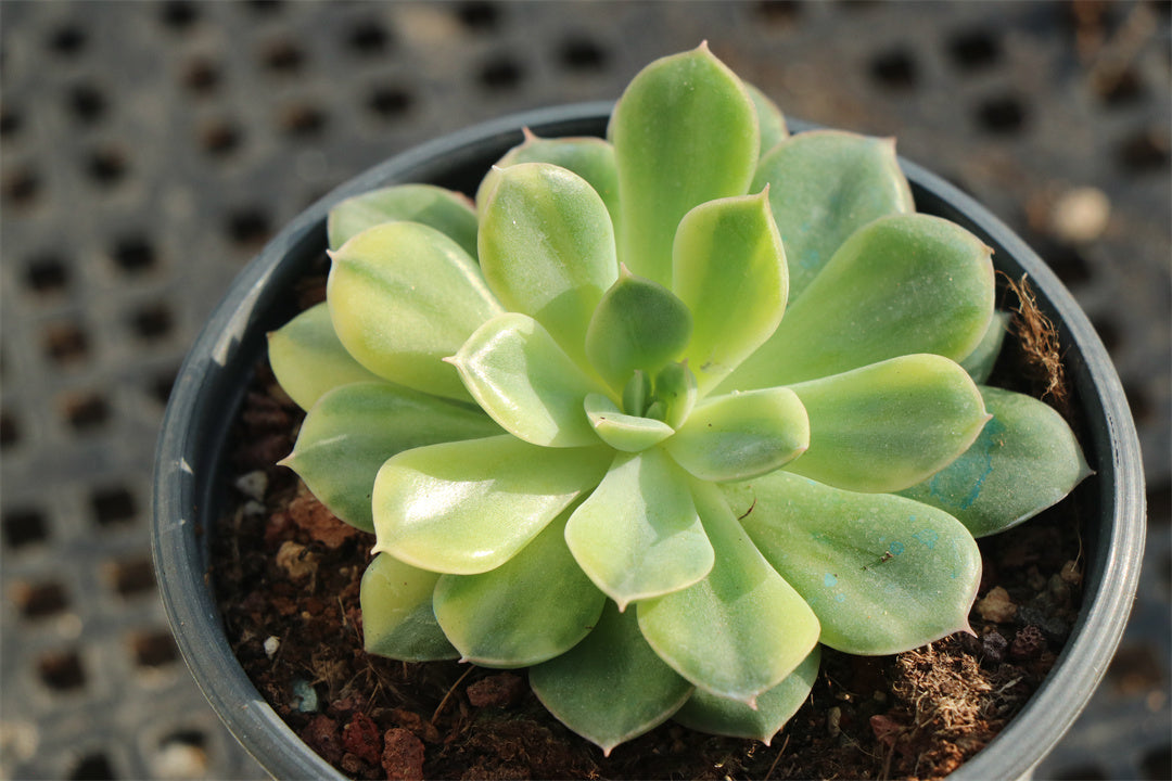 Echeveria 'Moon Fairy' variegated 9cm – Senyang Horticulture