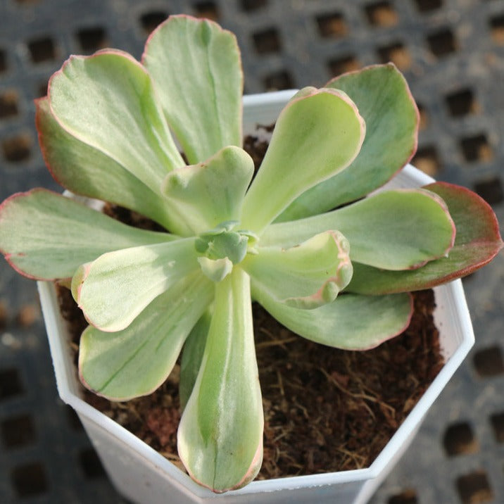 Echeveria Rare variegated succulents pot size 6.5cm