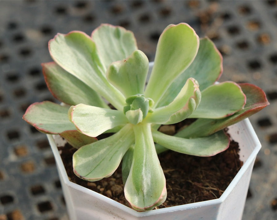 Echeveria Rare variegated succulents pot size 6.5cm